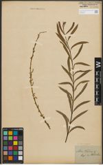 Foto von Salix purpurea L.